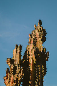 Low angle view of cactus plant against sky