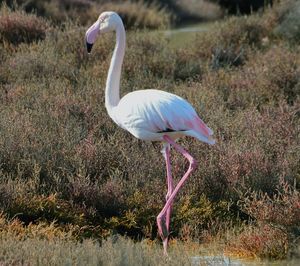 Side view of a bird walking on field