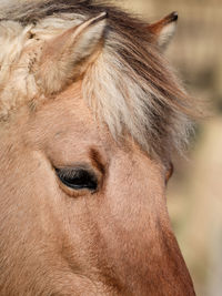 Beautiful horse portrait close up