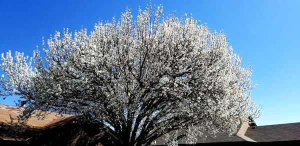 Low angle view of tree against clear blue sky