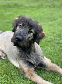 Portrait of dog sitting on grass