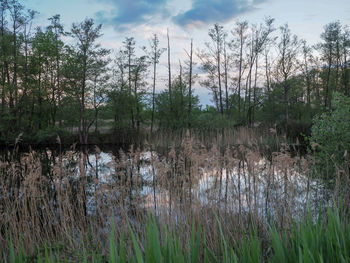 Scenic view of lake in forest against sky