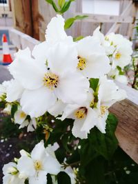 Close-up of white flower