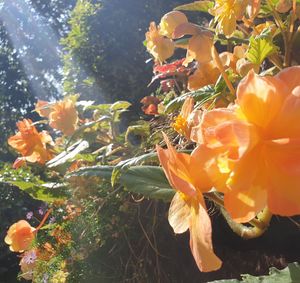 Close-up of orange flowering plant