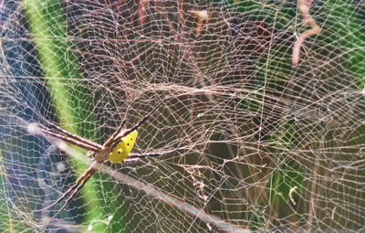 Close-up of spider on web