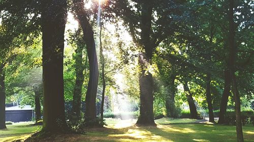 Sun shining through trees