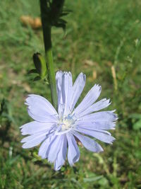 Close-up of purple flower