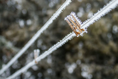 Close-up of pegs on washing line against blurred background