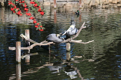 Birds in water