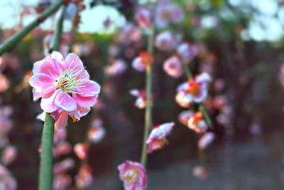 Close-up of pink flowers