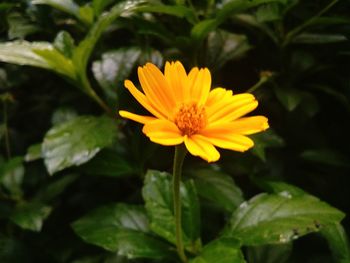 Close-up of yellow flower blooming outdoors