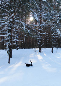 snow