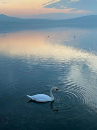 Swans swimming in lake