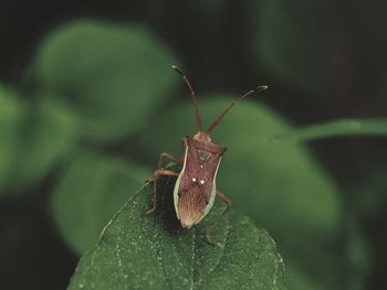 Close-up of insect on leaf