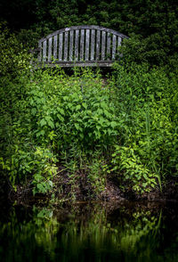 Scenic view of lake in forest