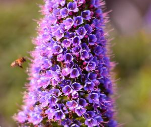 Close-up of purple flowers blooming outdoors