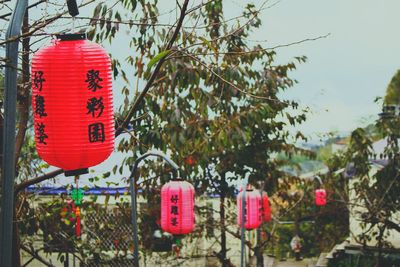 Red flowers hanging on tree against clear sky