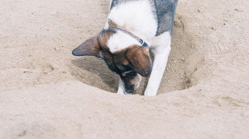 Dog playing on the beach
