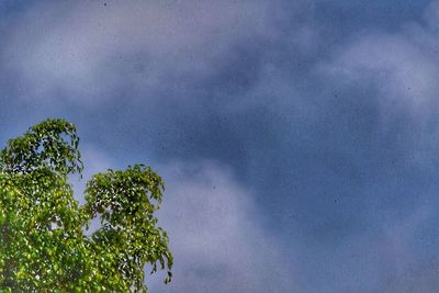 Low angle view of trees against cloudy sky