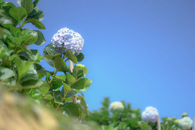 Low angle view of flowering plant against clear blue sky