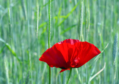 Close-up of red poppy flower on field