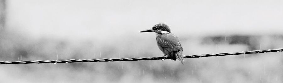 Close-up of bird perching on wire