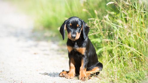 Portrait of black dog lying on land