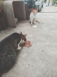 Cat sitting on floor