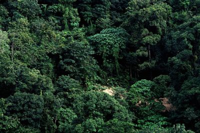 View of lush trees in forest