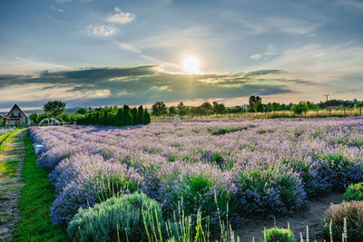 Scenic view of field against sky during sunset