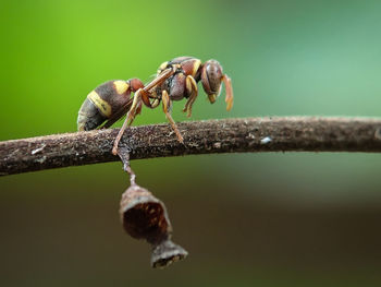 Close-up of insect on branch