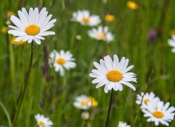 Close-up of daisy flowers blooming in field