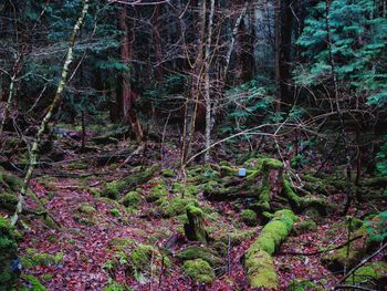 Trees in forest