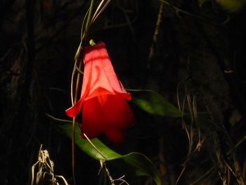 Close-up of red hanging against black background