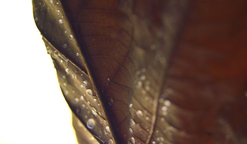 Close-up of water droplets on leaf