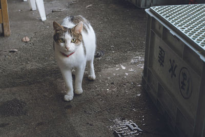 A stray cat waits to be fed at a fishing port in rural japan.