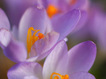 Close-up of purple crocus flower