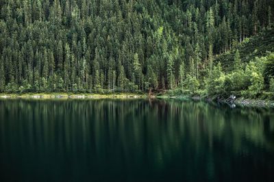 Moody landscape with morning fog in the forest lake. nature misty wallpaper.	