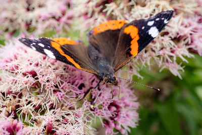 Close-up of red admiral butterfly pollinating on pink flower