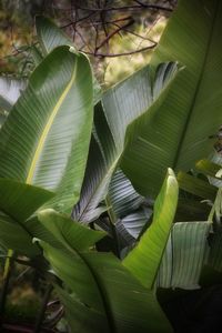 Close-up of green leaves on plant
