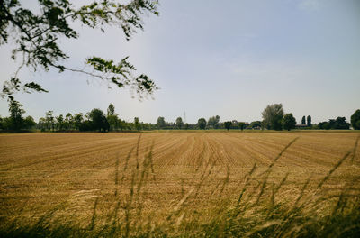 Scenic view of agricultural field against sky