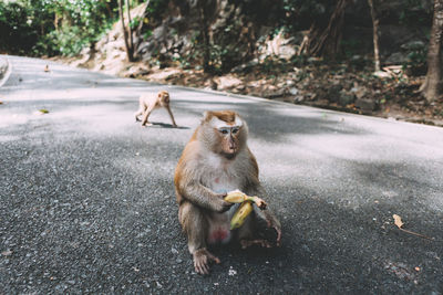 Monkey on the road