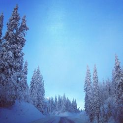 Scenic view of snow covered landscape against clear blue sky