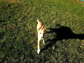 High angle view of dog on field