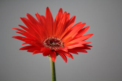 Close-up of red flower against white background