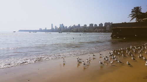 Birds flying over sea and buildings against clear sky