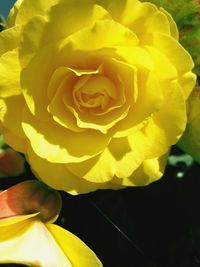 Close-up of yellow rose blooming outdoors