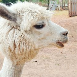 Close-up of a horse