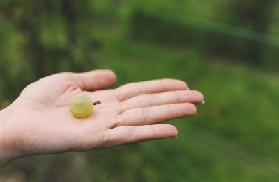 Close-up of cropped hand holding one gooseberry