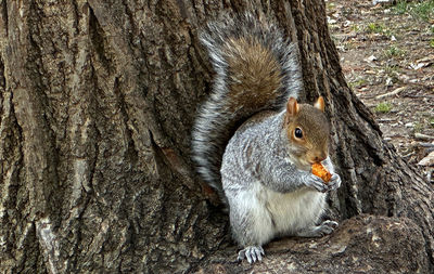 animal